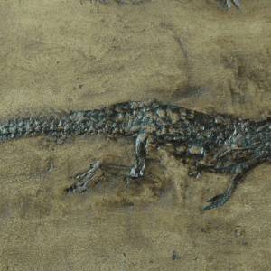 Krokodil Reptil Fossil aus der Grube Messel; Echse, Tier Nachbildung in Museums Qualität; Fossilien Replikat, Abdruck Ti Bild 1