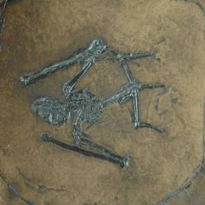 Fledermaus Fossil aus der Grube Messel; Säugetier, Tier Nachbildung in Museums Qualität; Fossilien Replikat, Abdruck Tie Bild 1