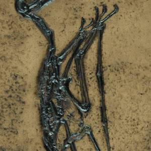 Fossil eines Flugsauriers Replik in Museums Qualität; Tierfossilien, Fossilien, Nachbildung, Abdruck, Tier, Tiere, Flugs Bild 1