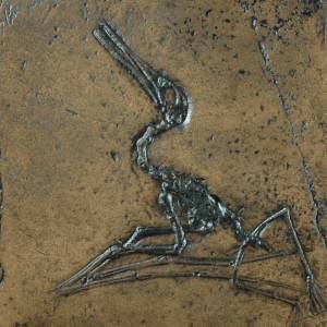 Fossil eines Flugsauriers Ctenochasma / Pterodactylus elegans; Tierfossilien, Fossilien, Nachbildung, Abdruck, Tier, Tie Bild 1