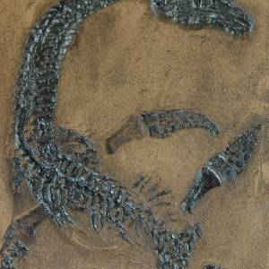 Schwimmsaurier Replik in Museums Qualität; Fossilien Tierfossilien, Fossilien, Nachbildung, Abdruck, Tier, Tiere, Nessie Bild 1