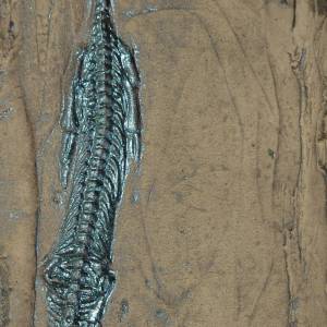 Nothosaurier Reproduktion Replikat in Museums Qualität; Fossilien Abdruck, Nachbildung, Tier, Tiere, Tierfossilien, Echs Bild 1
