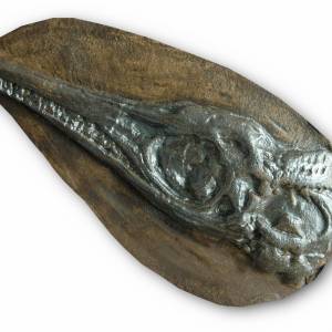 Replik eines Ichthyosaurier (Dinosaurier) Fossil in Museums Qualität. Fossilien Abdruck, Nachbildung, Dinosaurier Schäde Bild 1
