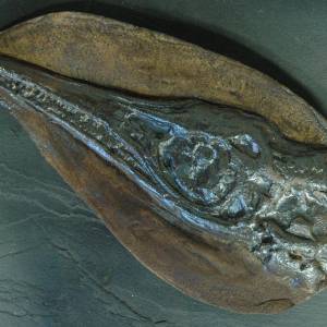 Replik eines Ichthyosaurier (Dinosaurier) Fossil in Museums Qualität. Fossilien Abdruck, Nachbildung, Dinosaurier Schäde Bild 2
