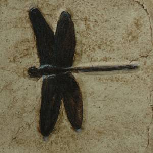 Replik einer Libelle aus Solnhofen; Nachbildung in Museums Qualität; Fossilien Abdruck, Replikat Tierfossilien Insekten Bild 1
