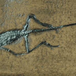 Replik einer Brückenechse; Nachbildung des Reptils in Museums Qualität, Fossilien Abdruck, Replikat, Echse, Eidechse, Di Bild 1