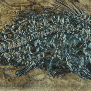 Fisch Fossil aus der Grube Messel Amphiperca multiformis Replik in Museums Qualität; Fossilien Nachbildung, Replikat Tie Bild 1