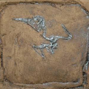Vogel Fossil Reproduktion Replik in Museums Qualität. Tierfossilien Vögel Tier Tiere Fossilien Replikat Nachbildung Abdr Bild 1
