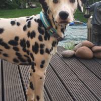 Hundehalsband, verstellbar, oliv, braun, Leder und Schnalle Bild 10
