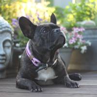 Hundehalsband, verstellbar, rosa, braun, Leder und Schnalle Bild 6