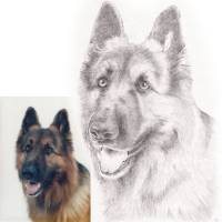 Handgezeichnetes Haustierportrait auf Zeichenkarton, Tiermalerei, detailgetreues Tierporträt nach Fotovorlage Bild 1
