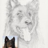 Handgezeichnetes Haustierportrait auf Zeichenkarton, Tiermalerei, detailgetreues Tierporträt nach Fotovorlage Bild 4