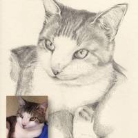 Handgezeichnetes Haustierportrait auf Zeichenkarton, Tiermalerei, detailgetreues Tierporträt nach Fotovorlage Bild 5