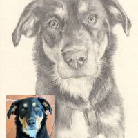 Handgezeichnetes Haustierportrait auf Zeichenkarton, Tiermalerei, detailgetreues Tierporträt nach Fotovorlage Bild 6