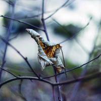 Postkarten Natur in Herbst und Winter 5-er Set, nachhaltiger Druck Bild 5