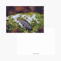 Postkarten Natur in Herbst und Winter 5-er Set, nachhaltiger Druck Bild 7