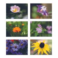 Postkartenset Blüten im Garten, nachhaltig produziert Bild 1