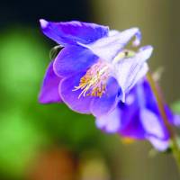 Postkartenset Blüten im Garten, nachhaltig produziert Bild 3