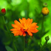 Postkartenset Blüten im Garten, nachhaltig produziert Bild 4