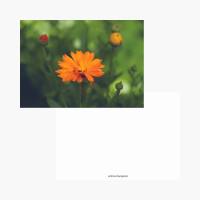 Postkartenset Blüten im Garten, nachhaltig produziert Bild 8