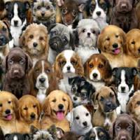 Baumwolldruck "Adorable Pets Dogs", 112 cm breit, Meterware, Preis pro 0,5 lfdm Bild 1