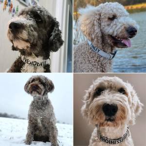 Personalisiertes Hundehalsband mit Wunschaufdruck aus Segeltuch | mit Namen des Hundes oder Telefonnummer | individuell Bild 4