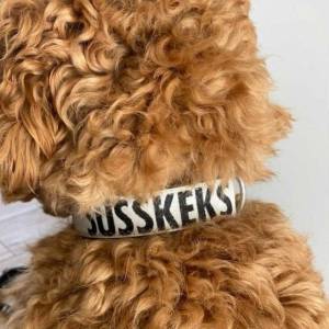 Personalisiertes Hundehalsband mit Wunschaufdruck aus Segeltuch | mit Namen des Hundes oder Telefonnummer | individuell Bild 5