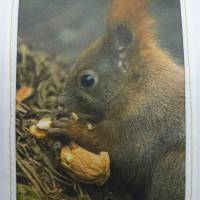 Kissenhülle 'Eichhörnchen Maxi' mit Eichhörnchen-Fotografie Bild 2