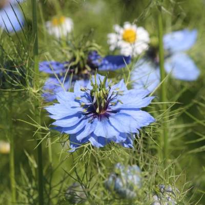 Saatgut: Jungfer im Grünen