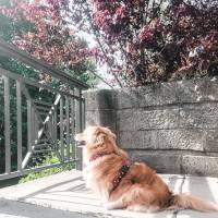 Hundegeschirr DOTTIE MAE, mit Punkten, gefüttert mit Kunstleder, rot und türkis Bild 1