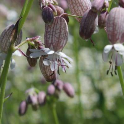 Saatgut: Gemeines Leimkraut