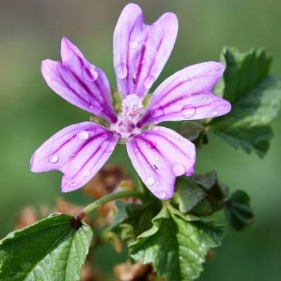 Saatgut: Wilde Malve