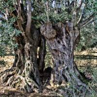 Ohrringstecker aus dem Holz des Olivenbaumes, 1 Paar Bild 4