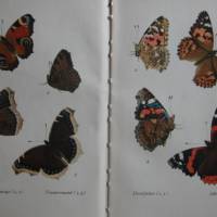 Insel-Bücherei Nr. 213 - das kleine Schmetterlingsbuch mit vielen kolorierten Stiche in vielen Farben Bild 2