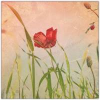 ANEMONEN Frühlingsblumen 2er Set auf Holz Leinwand Print Wanddeko Landhausstil VintageStyle ShabbyChic handmade kaufen Bild 5