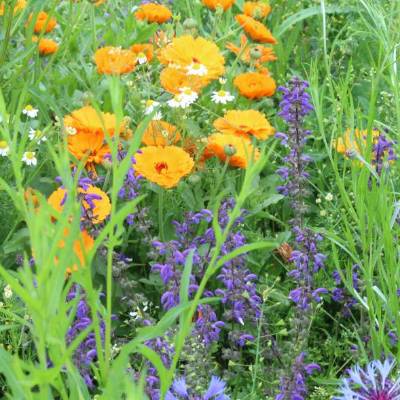 Saatgut: Ringelblume