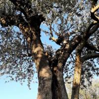 Baumpatenschaft verschenken, Olivenbaum Patenschaft zur Hochzeit, Geburt usw. Das personalisierte & nachhaltige Geschenk Bild 6