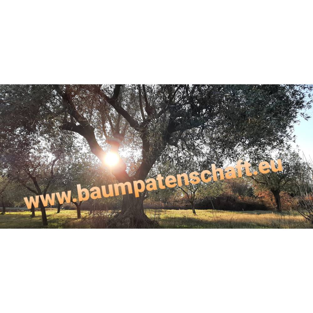 Baumpatenschaft verschenken, Olivenbaum Patenschaft zur Kommunion, Rente,usw. Das personalisierte & nachhaltige Geschenk Bild 1