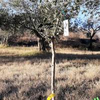 Baumpatenschaft verschenken, Olivenbaum Patenschaft zur Kommunion, Rente,usw. Das personalisierte & nachhaltige Geschenk Bild 4