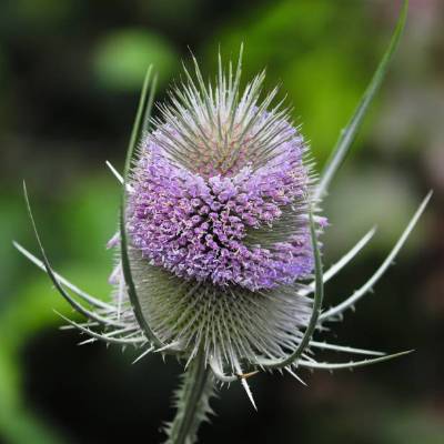 Saatgut: Wilde Karde