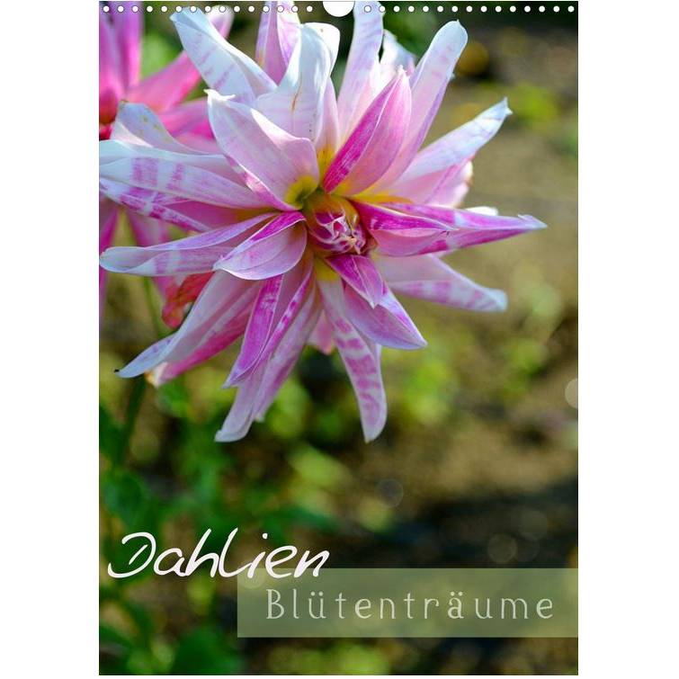 Dahlien Blütenträume – Kalender 2023 Bild 1