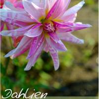Dahlien Blütenträume – Kalender 2023 Bild 1