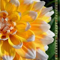 Dahlien Blütenträume – Kalender 2023 Bild 3