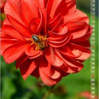 Dahlien Blütenträume – Kalender 2023 Bild 9