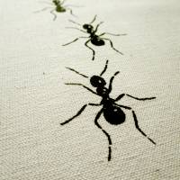 Ameisen, Bio Geschirrtuch. Siebdruck handbedruckt. Bild 5
