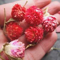 1 Beutel getrocknete Blüten, rot-orange, zum Harz gießen oder befüllen von Medaillons, basteln Bild 1