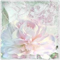 PFINGSTROSE in Pastell Wanddeko Blumenbild Romantisch Landhausstil Shabby Chic Vintage Style online kaufen Bild 5