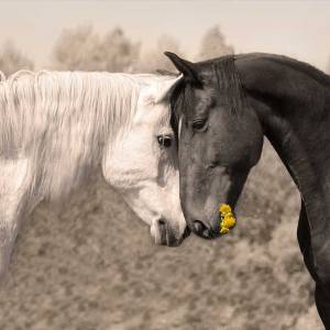 Napfunterlage | Futtermatte „Liebende Pferde“ aus Premium Vinyl - 60x40 cm - rutschhemmend, abwaschbar, reißfest - Made Bild 4