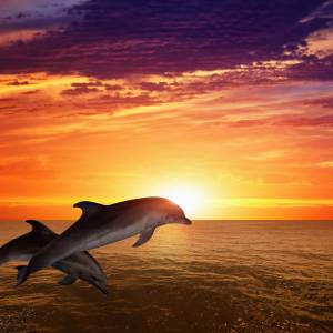 Schreibtischunterlage – Delfine im Sonnenuntergang – 60 x 40 cm – Schreibunterlage Kinder aus erstklassigem Premium Viny Bild 2
