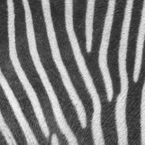 Napfunterlage | Futtermatte „Zebra Muster“ aus Premium Vinyl - 60x40 cm - rutschhemmend, abwaschbar, reißfest - Made in Bild 4
